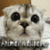 Cute Animal Wallpaper
