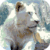 Beautiful White Lion Live Wallpaper