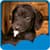 New Puppies Live Wallpapers