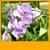 Orchid Live Wallpapers New