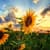 Free Beautiful Nature Pictures HD Wallpaper