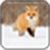 Arctic fox Image