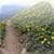 Trailguru