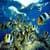 Underwater Scenery Live Wallpaper Free