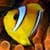 Yellow Fish Live Wallpaper 2