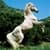 Horses my passion