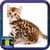 Pictures Of Cats And Kittens