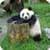 Panda Bear Memory Game