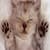 Cute Pet Cat Wallpaper
