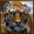 Wild Tiger Simulator