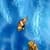 Goldfish in Tank