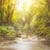 Forest Glow Live Wallpaper
