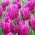 Purple Tulips bulbs Wallpaper HD