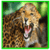 Most Dangerous Animal in the World