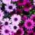 Flowers Live Wallpapers Free