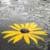 Amazing Rain wallpaper