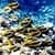 Fish Under the Water LWP