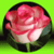 Beautiful Flowers in The World