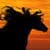 Running Horses Live Wallpaper