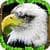 Eagle Simulator ultimate