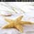 Star Fish Animated