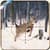 Animals Hunting 2015
