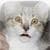 Talking Cat