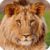 Beautiful Lion Live Wallpaper HD