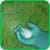 Bermuda Grass Lawn Tips
