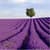 Lavender Wallpaper