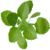 Benefits of Oregano