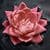 Flower Floating On Water Live Wallpaper