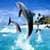 Dolphin Touch Live Wallpaper