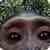 Monkey found your phone