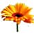 Flowers Jigsaw Puzzle