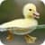 Animals Wallpaper FHD