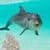 Ocean Dolphin