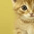 Lazy Cat Live Wallpaper