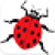 Escape From Beetle