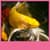 Koi Fish Live Wallpapers Free