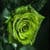 Lovely green blossoms Wallpaper HD