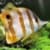 Dream Aquarium LWP