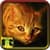 Free Pictures Of Cats