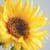 Nature wallpaper Aa