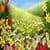 Sprin Flowers Wallpaper