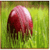 Most Player of the Match Award Winners in ODIs