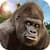 Angry Mad gorilla Wild Attack