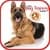 Training Dog