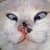 Funny Cat Vids