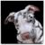 Awesome Looking White Animals